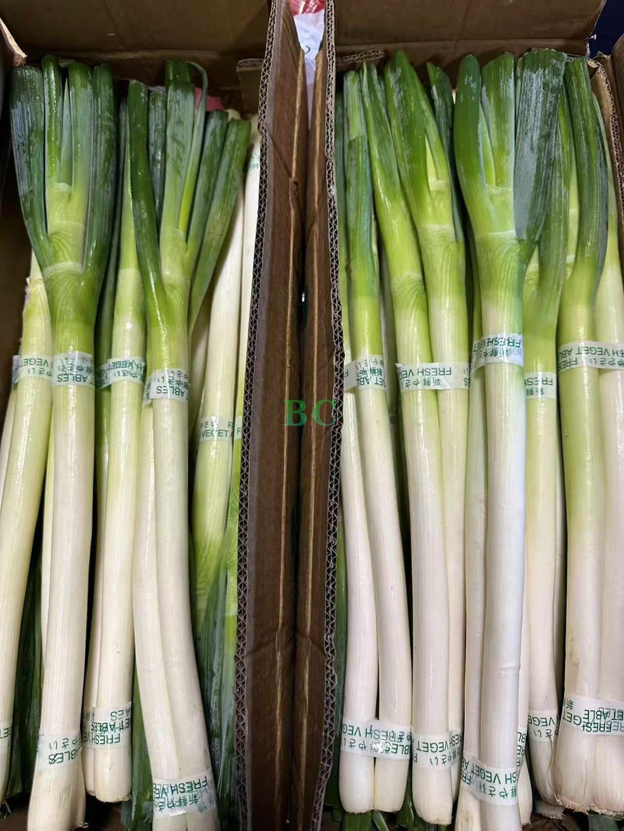 【China】Fresh Onions
