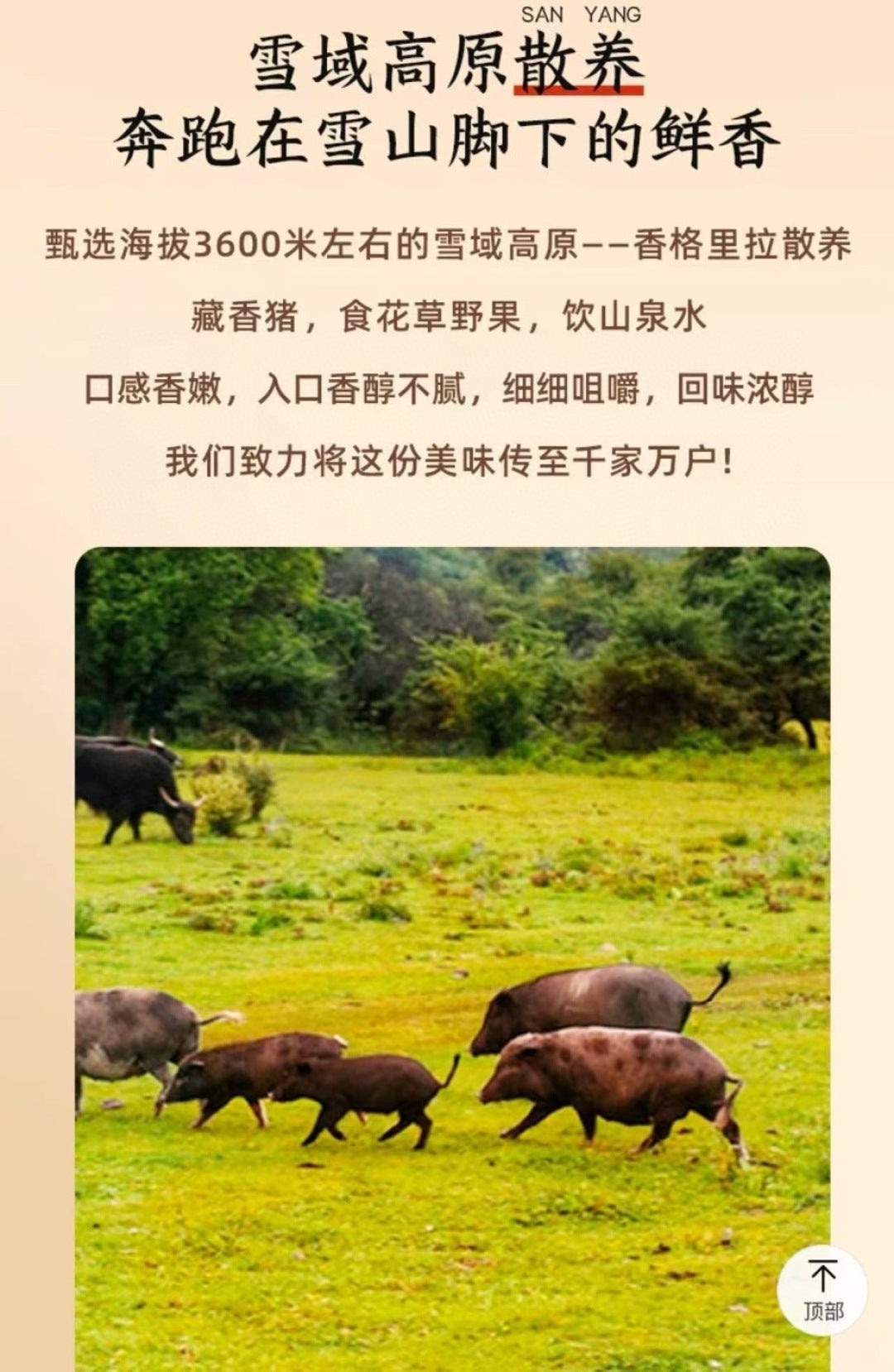 【一只犟牦】藏香猪(猪肉脯)