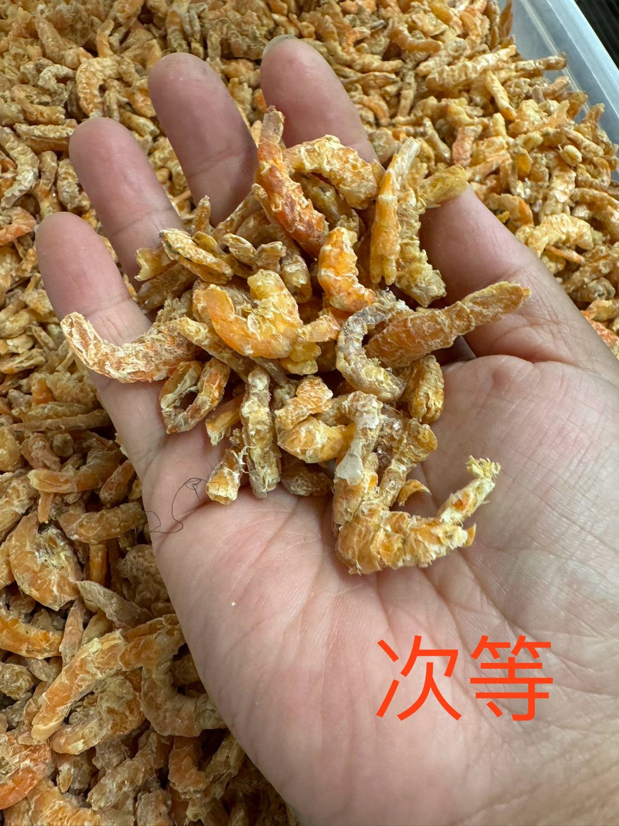 ❄️【北大西洋】野生虾米