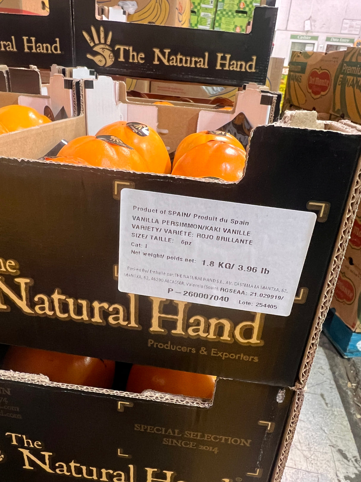 【Spain】Tall Persimmon