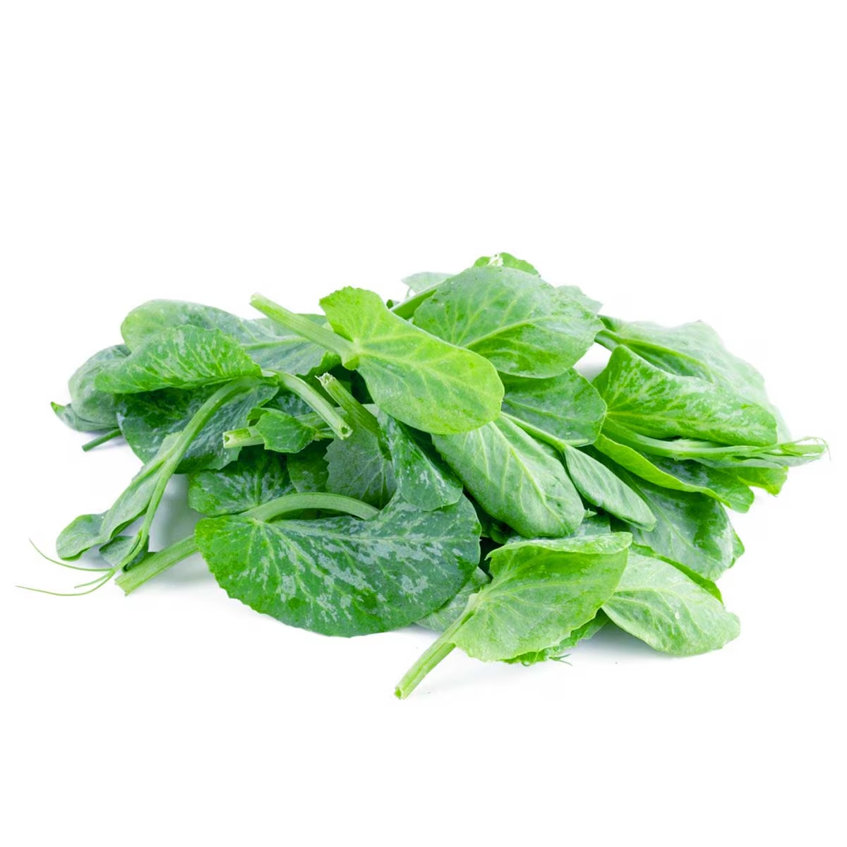 【本地】豆苗王
