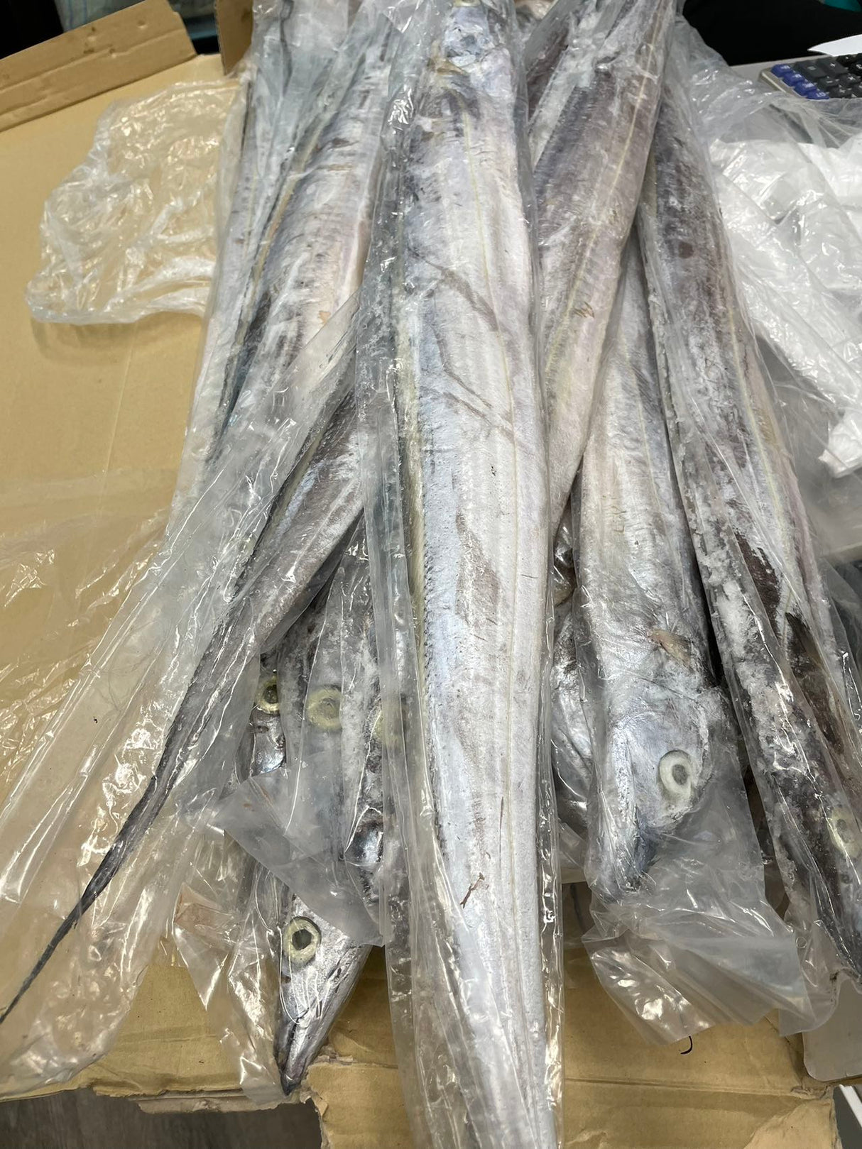 ❄️【北大西洋】野生钓带魚 1箱22磅