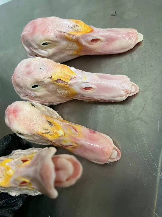 ❄️【Local】Farm duck head