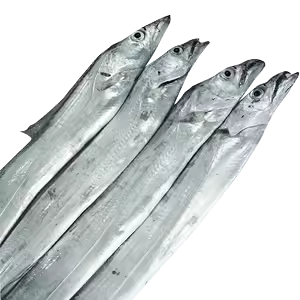 ❄️【北大西洋】野生钓带魚 1箱22磅