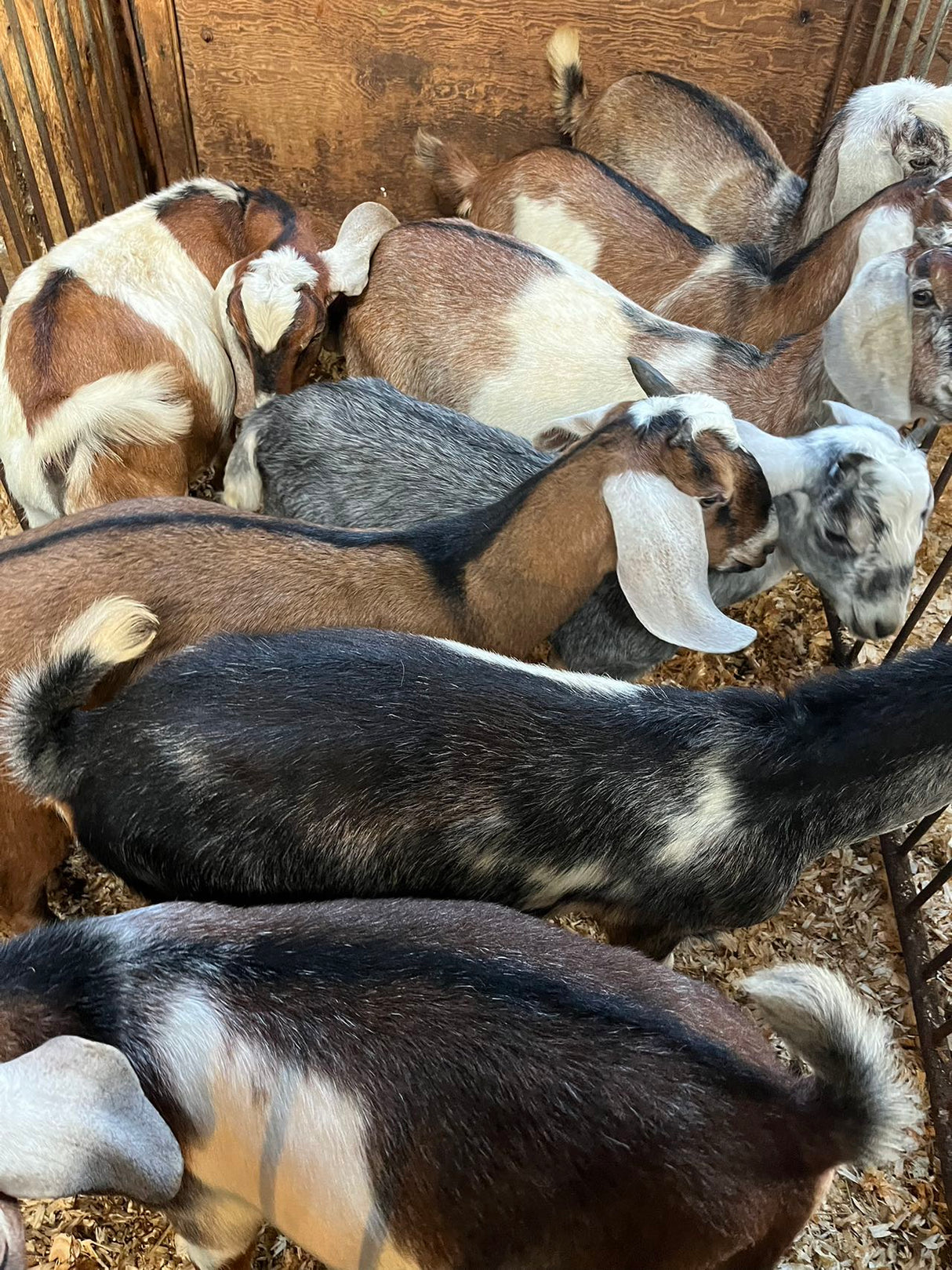 ❄️【Local】5 pounds of fresh black goat with skin cut into pieces