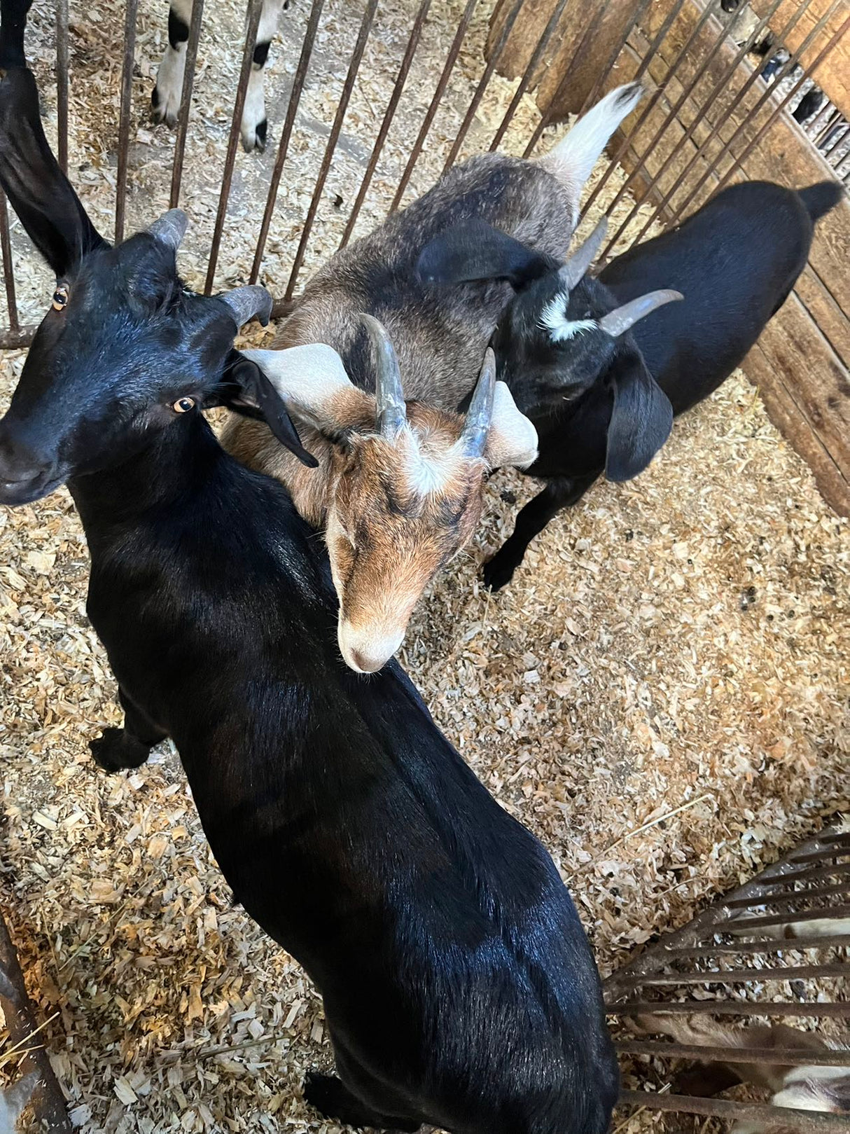 ❄️【Local】5 pounds of fresh black goat with skin cut into pieces