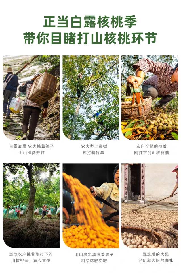 【Bibi Miao】Lin'an walnut kernels 100g*3 large cans