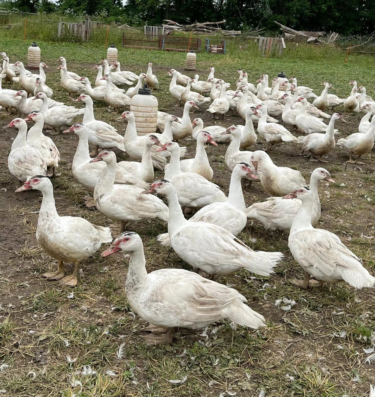 ❄️【Local】Farm-free Muscovy duck
