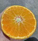 【象山】紅美人果凍橘子1箱2.35公斤