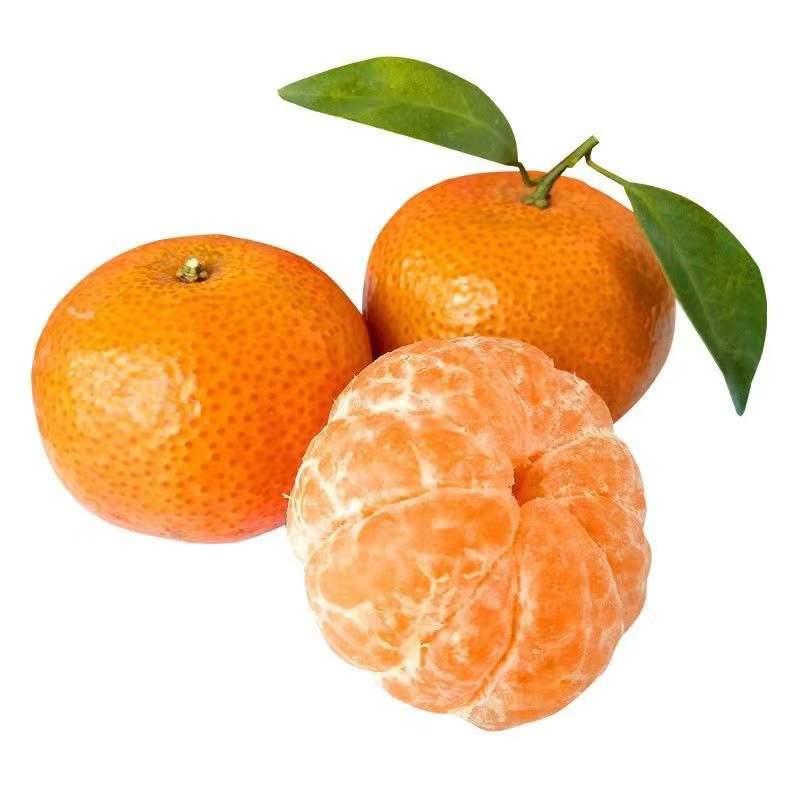 【广西】砂糖橘