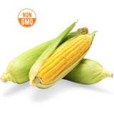 【TRULY FRESH】10 pieces of fresh non-GMO sweet corn