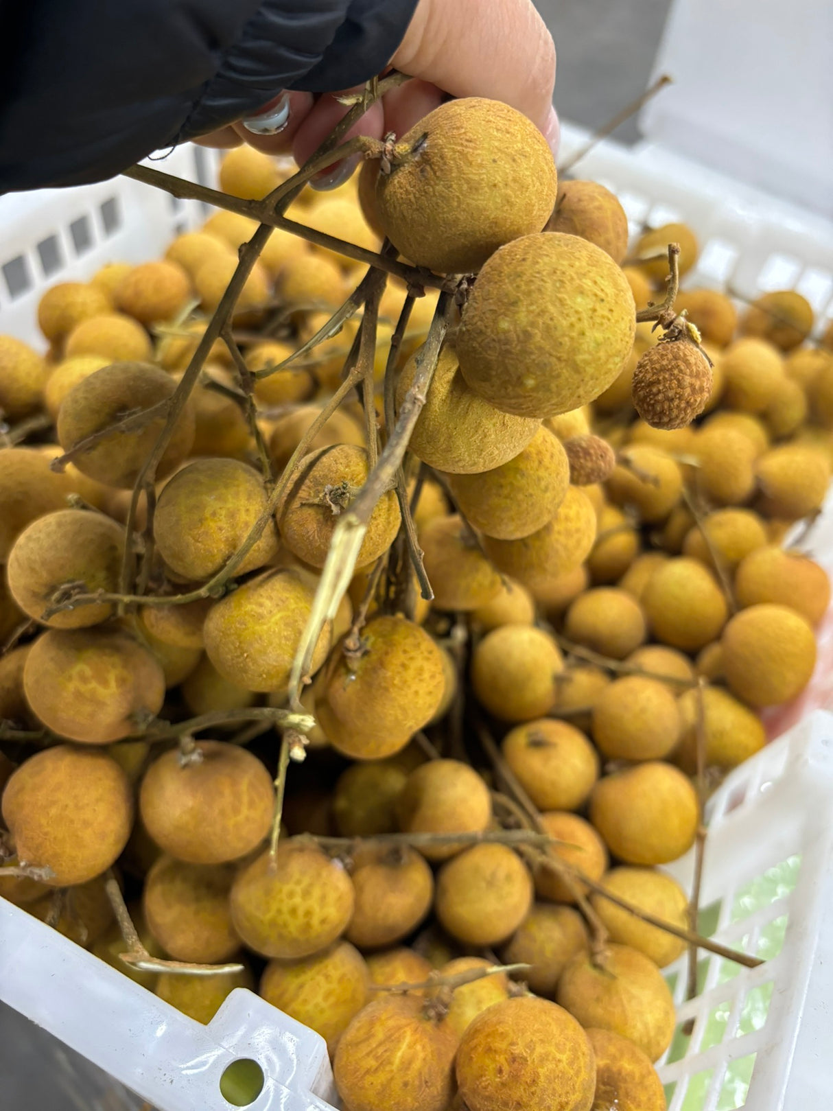 【泰国】新鲜龙眼