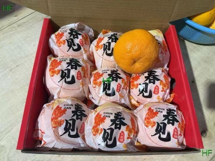 【中国】春见耙耙柑