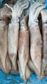 ❄️【TRULY FRESH】船冻鱿鱼