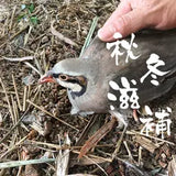 ❄️【本地】农场鹧鸪