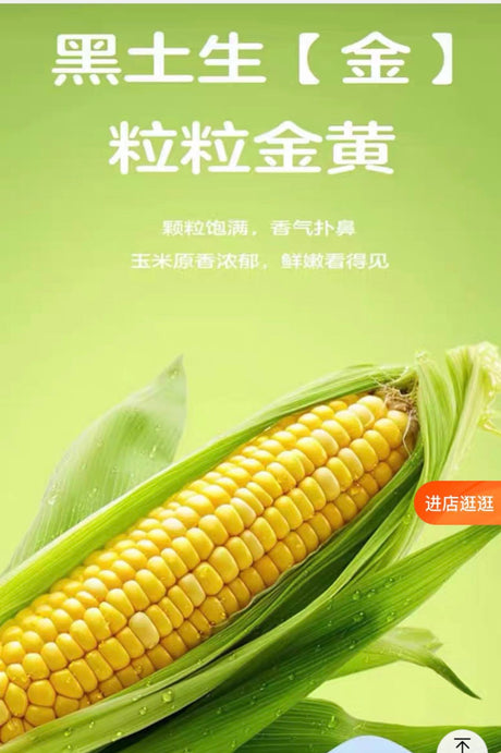 【十月稻田】黄糯玉米