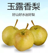【隰县】玉露香梨