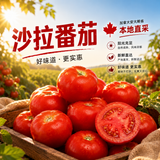 【本地】沙拉番茄