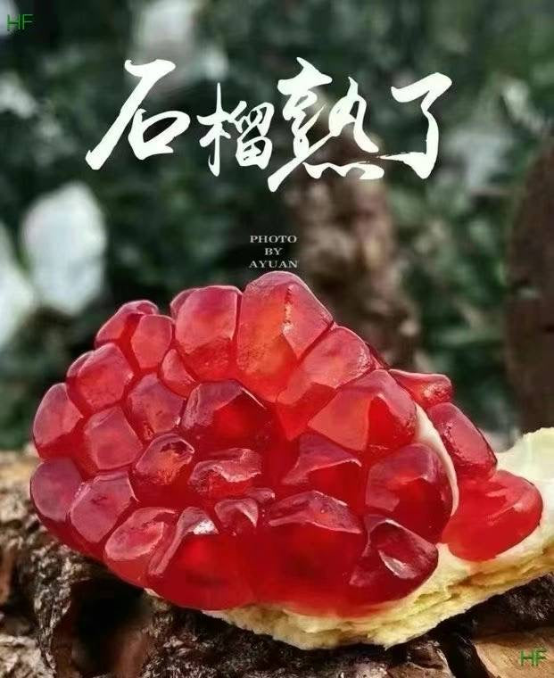 【云南】软籽石榴