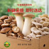 【Local】Dried Shiitake Mushrooms (Medium)
