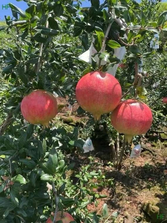 【云南】软籽石榴