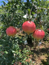 【云南】软籽石榴