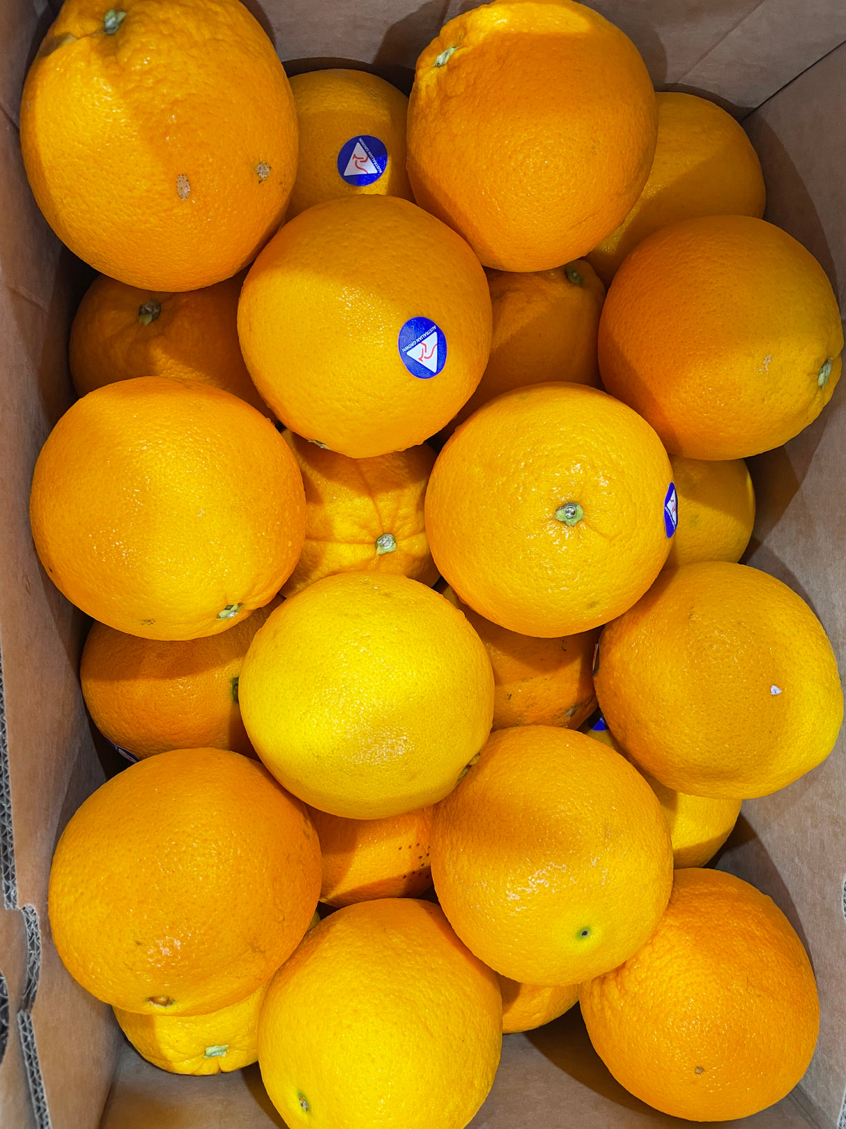 Australian Navel Oranges
