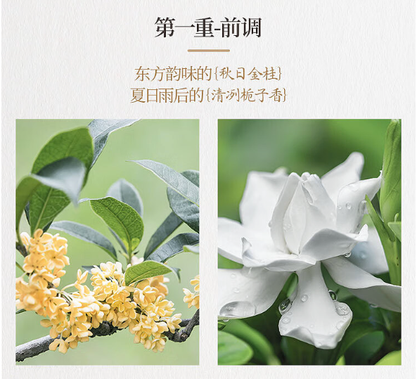 【果子熟了】栀栀乌龙茶 500ml*15