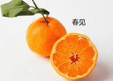 【中国】春见耙耙柑 (散装)