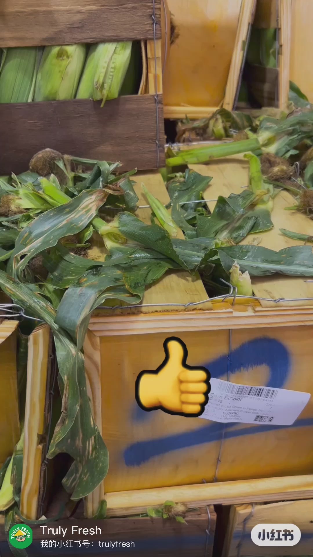 【TRULY FRESH】10 pieces of fresh non-GMO sweet corn