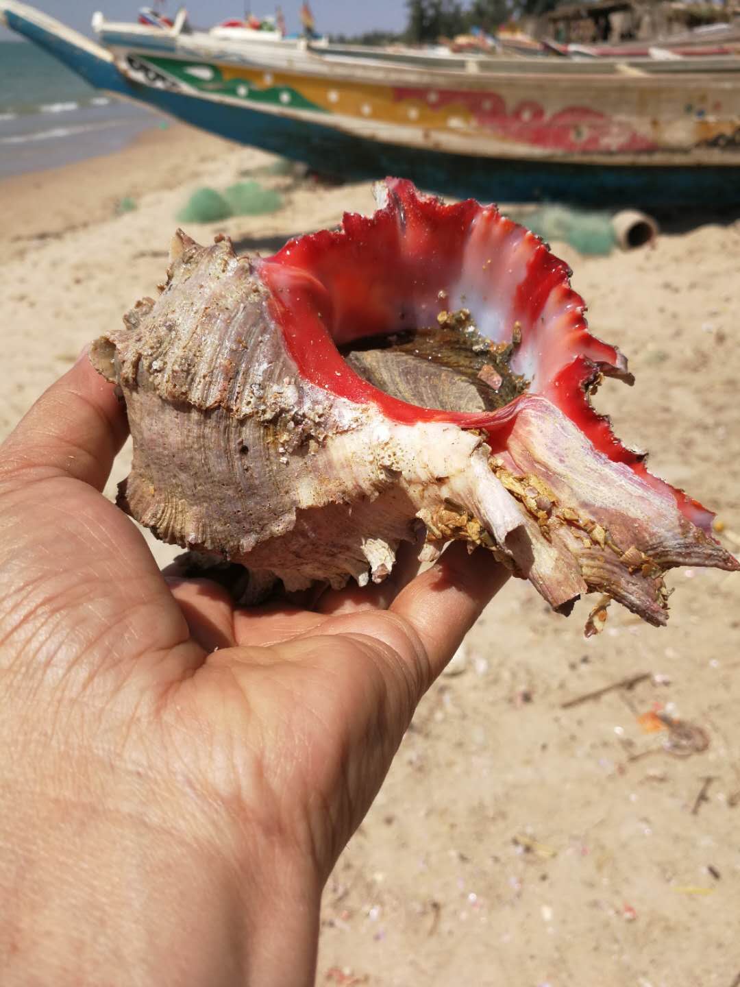 Excellent replay! This week only: Wild Red Whelk Head (2 lbs) Conch Meat