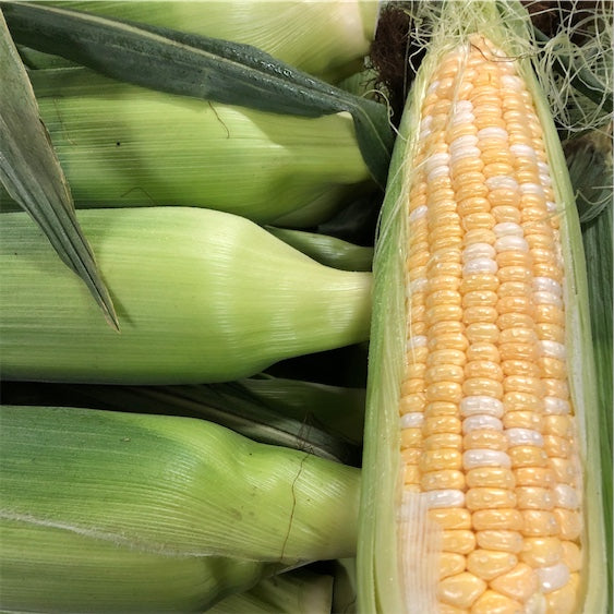 【TRULY FRESH】10 pieces of fresh non-GMO sweet corn